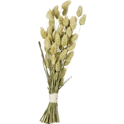 JR FARM MOZGA KANARYJSKA KANAR 20g kłosy